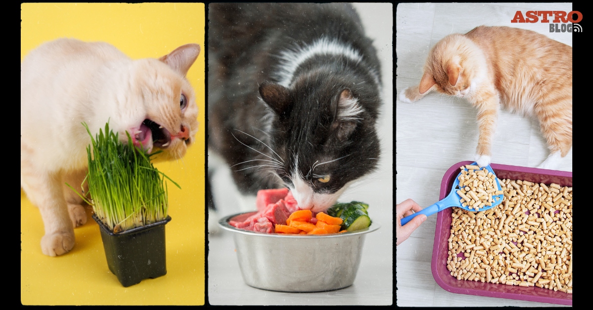 Top 5 Ways to Improve Your Cat s Holistic Health